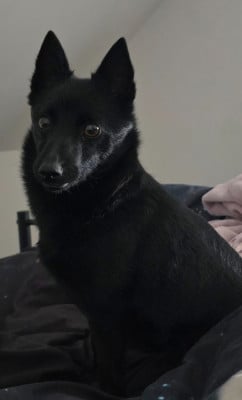 Étalon Schipperke - Uxane Len Lyslaulou