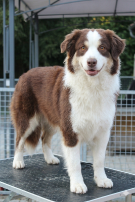 UPSIDE DOWN du domaine de la patte blanche