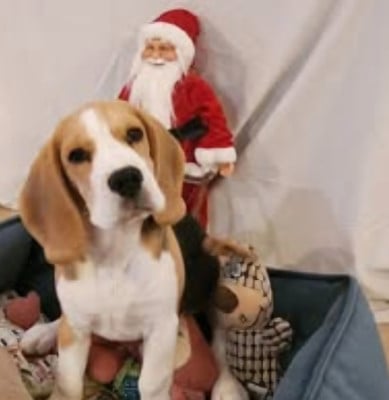 Vaïana Lou Crystal Song