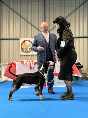 Étalon Bull Terrier - Famous Bull Inside Ace Of Spades