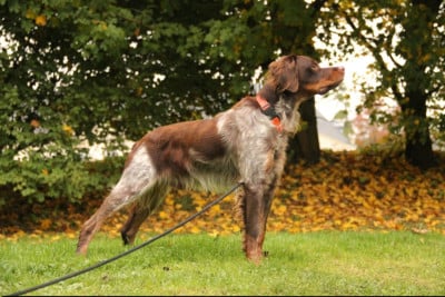 Étalon Epagneul Breton - Uno (Sans Affixe)