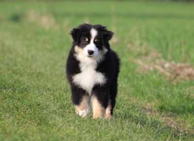 Étalon Berger Américain Miniature - Yummy Waffle at Eden Of Sakari's Legacy