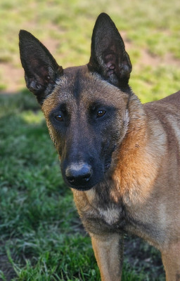 Étalon Berger Belge - Vaya Brave Koeur Of Ice