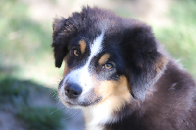 Étalon Berger Américain Miniature - Vaillante Gwen Des Tres'or De La Lyre