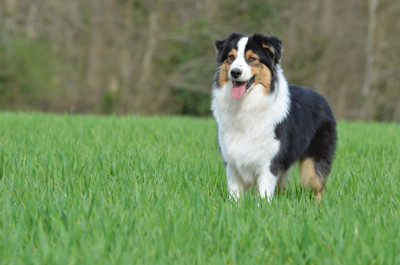 Étalon Berger Australien - A Apple Pie Des Bergers D'eden