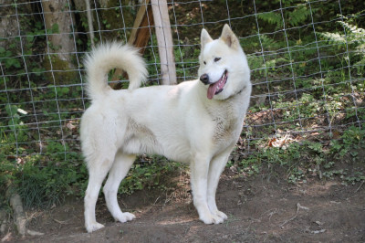 Étalon Chien du Groenland - Dena Of Nordic Dreams R'Ull