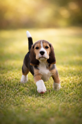 Étalon Beagle - Bound by destiny Des Gardiens d Alma