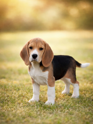 Étalon Beagle - Beautiful Blue Girl Des Gardiens d Alma