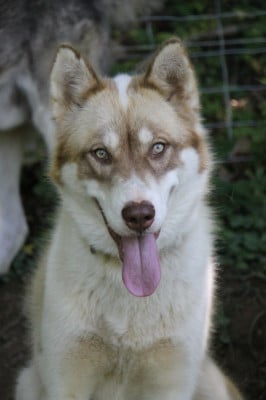 Étalon Chien du Groenland - CHEENIK'S Nilak Reach The Summit