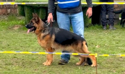 Étalon Berger Allemand - Alpine Von Haus Kenzy