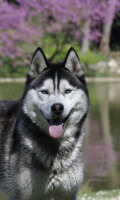 image de Varos dit Yuki