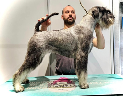 Étalon Schnauzer - Vertige de l'Amour Domaine De Pierremarie