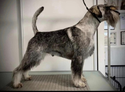 Étalon Schnauzer - CH. ksantia Dean Martin