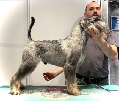 Étalon Schnauzer - Peregrin Domaine De Pierremarie