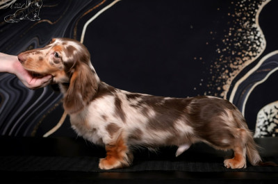 Étalon Teckel poil long - rus kerol Edelweiss