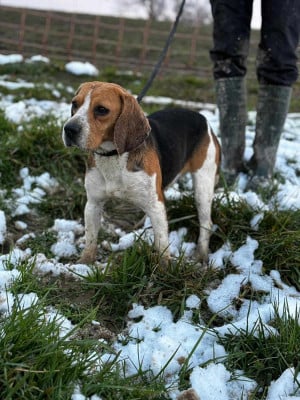 Étalon Beagle - R;mione Du Pont Pyrimont