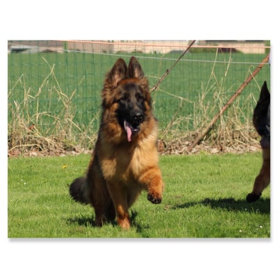 Étalon Berger Allemand Poil Long - Vendy du val d'Anzin