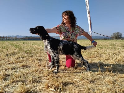 Étalon Setter Anglais - Aslan Della cruismany