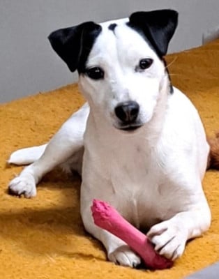 Étalon Parson Russell Terrier - CH. Twistway van Beck des Folie's Parsons