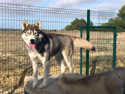 Étalon Siberian Husky - Vaiana Of The Southern Mountain
