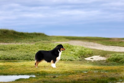 Étalon Berger Australien - Terre Soufflée Du Tipi Farfelu