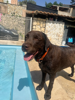 Étalon Labrador Retriever - sybel de la plaine du grand plan