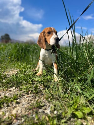 Étalon Beagle - tami du jardin de boheme