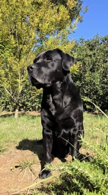 norton Du Bois Du Ris