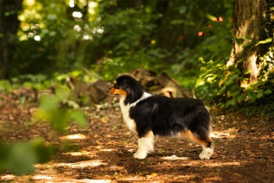 Étalon Berger Australien - Terre brûlante Du Tipi Farfelu