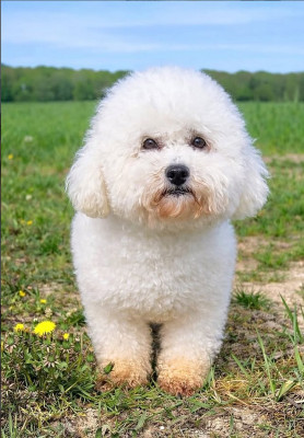 Étalon Bichon Frise - Sonate de la Felhotte