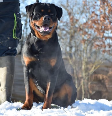 Étalon Rottweiler - Atchoum Vom Hause Matterhorn