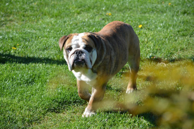 Étalon Bulldog Anglais - August Zaze Royale Pepite Dog
