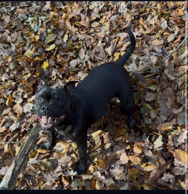 Étalon Staffordshire Bull Terrier - SAKURA Du Domaine Des Boul'd'amour