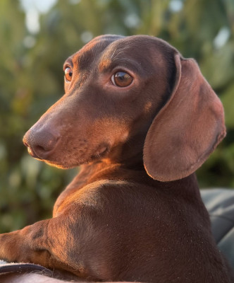 Uno de l'Enclos Thierachien