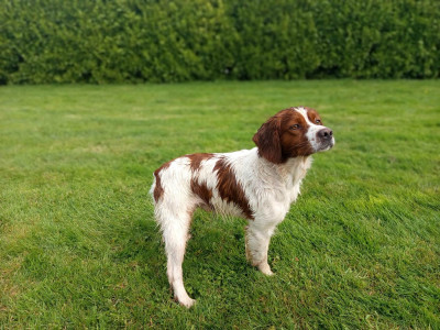 Étalon Epagneul Breton - Ulysse De Trémaudan