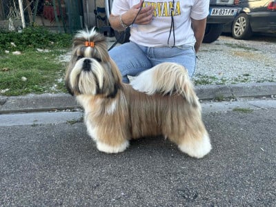 Kill Bill Brillant of moravia