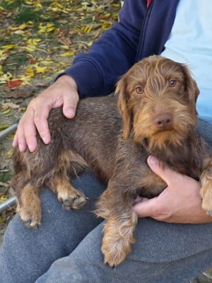 Étalon Teckel poil dur - Tribu De Joyeux Marcassin Vaya