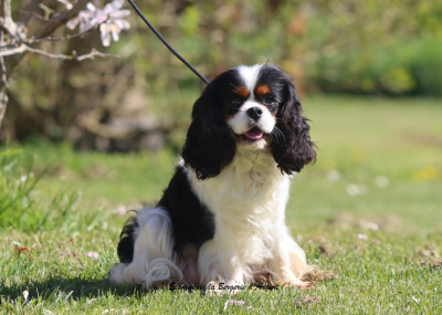 Étalon Cavalier King Charles Spaniel - Tutti Frutti De La Bergerie D'Argent