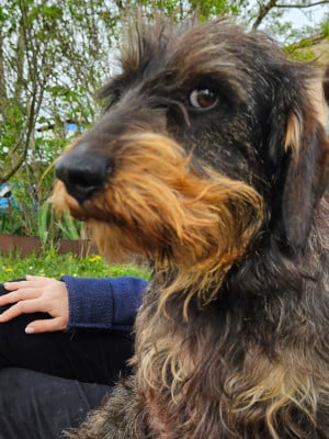 Étalon Teckel poil dur - Sammy Tribu De Joyeux Marcassin