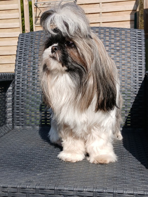 Étalon Shih Tzu - Vanita Du Rond Cailloux