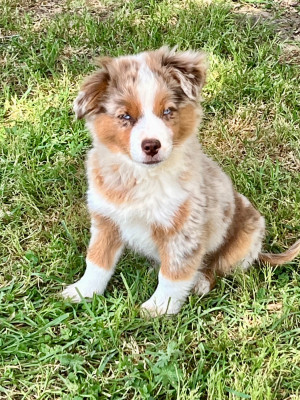 Étalon Berger Américain Miniature - Belysia Of The Little Fairy Moon