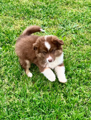 Étalon Berger Américain Miniature - bayka des Jardins de Becky