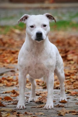 Étalon Staffordshire Bull Terrier - Pandora des crocs de l ' empereur