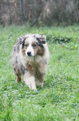 Étalon Berger Australien - Viens t amuser avec pearl In Parigi