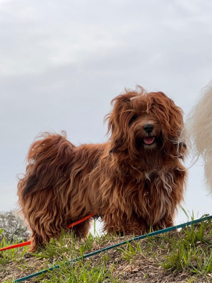 Étalon Bichon Havanais - AU'MALLEY Las Joyas Del Sol
