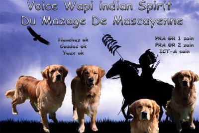 Étalon Golden Retriever - Voice indian Spirit wapi Du mazage de mascayenne