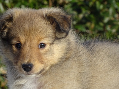 Étalon Shetland Sheepdog - Aelya Dorée du Clan Castelau