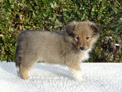 Étalon Shetland Sheepdog - Ayumi Dorée du Clan Castelau