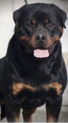 Xavier Von cherniy kumir