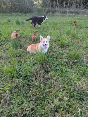 Étalon Welsh Corgi Pembroke - Avec amour Des Crocs Du Mas